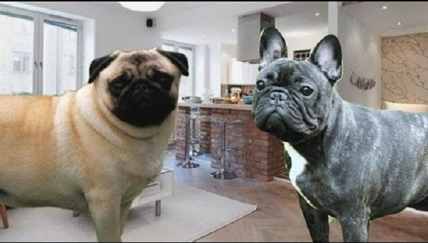 Frenchie vs Pug