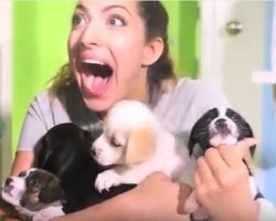 (Video) A Girlfriend Gets a Surprise of a Lifetime When She’s Greeted With 12 Puppies in Her Bedroom! Aww!