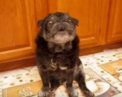 (Video) Get a Glimpse Into a Day With Harry the Pug. The Highlight of the Video? The Sounds He Makes for a Treat!