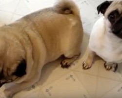(Video) Mom Comes Home and Finds a Huge Mess. It’s Safe to Say These Trouble Makers are in Double Trouble!