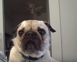 (Video) This Pug Wants to Snuggle With Mom. When She Says Not Right Now? Watch THIS Pout Fest!
