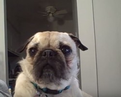 (Video) This Pug Just Wants to Have Snuggle Time With Mom. When She Says No? Watch This Pout Fest!