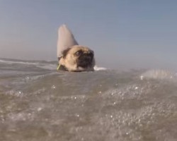 (Video) Watch Out for Jaws, I Mean Paws That Threatens to Chew Up and Spit Out Everyone in His Wake!