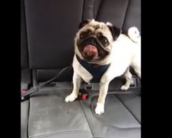 (VIDEO) This Pug in the Back of the Car is Clearly Unhappy. How He Lets Mom Know? Aww, Poor Doggie!
