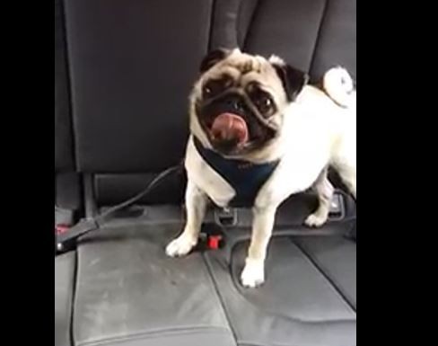 Pug In Back of Car