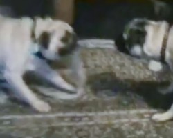 (Video) This Game of Pug-O-War is Amazing! But Wait…Only One Pug Can Reign Victorious!