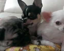 (Video) Watching a Pug Snuggle With Two Chihuahuas Is the Definition of Happiness – LOL!