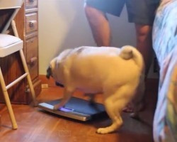 (Video) This Pug is Highly Annoyed and Lets His Owner Have It. Why That is Has Us Rolling With Laughter!