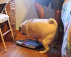 (Video) This Pug is Highly Annoyed and Lets His Owner Have It. Why That is Has Us Rolling With Laughter!