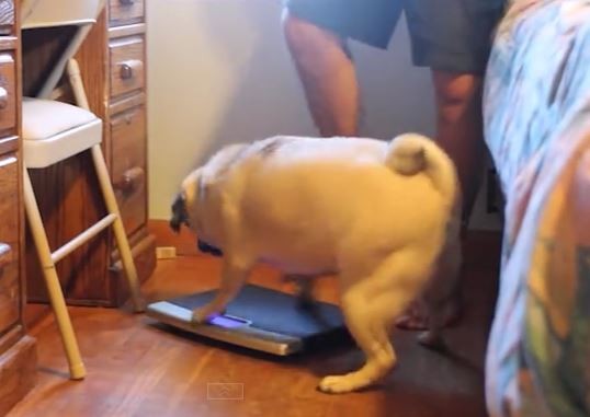 Pug and Scale