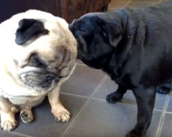 (Video) This Pug Lick Fest is the Cutest One Yet! Who Needs Cotton Swabs? LOL!