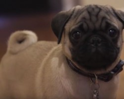 (Video) Watch How a Boyfriend Surprises His Girlfriend With a Pug Puppy. Her Response is so Heartwarming!