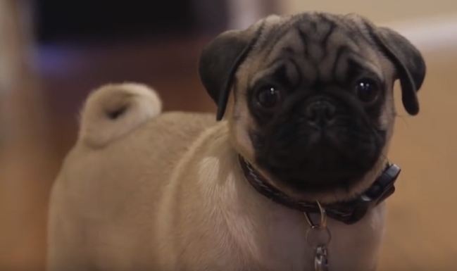 Pug puppy surprise