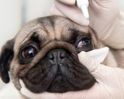If Your Doggie Has Eye Boogers it Could be Something Serious. Here’s How You Can Tell: