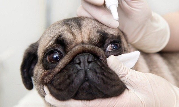 Pug receiving eye drops