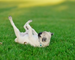 Why Dogs Like to Eat Poop, Roll Around in Gross Stuff, and Other Interesting Facts!