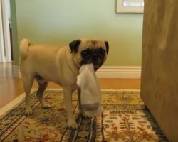 (VIDEO) This Pug is a Sock Thief. When Mom Tries to Reclaim What’s Hers? Too Funny!