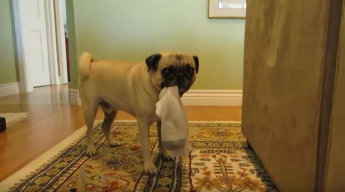 Pug sock thief