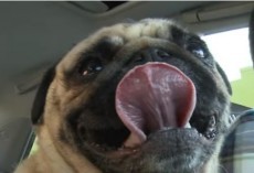 (Video) #10 Fascinating Facts About Pugs Most Doggie Lovers Won’t Know. I Had Never Heard of Fact #2 Before!