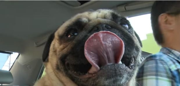 Pug sticking out his tongue