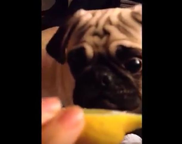 Puggy Lemon