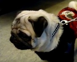 (Video) Pug Hears a Mysterious Dog Barking. How He Responds When He Can’t Locate the Sounds? Poor Puggy!