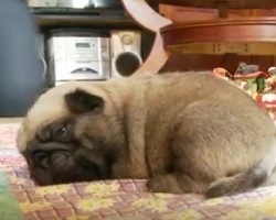 (VIDEO) Make the Day a Happy One and Watch This Adorable Pug Puppy Compilation. Aww!