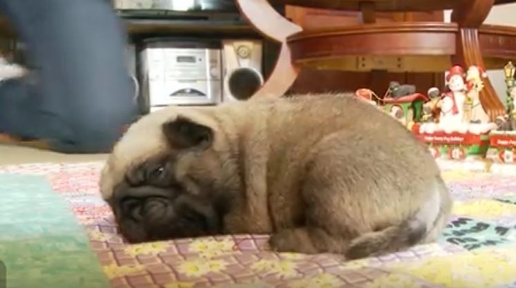 Resting Pug Puppy