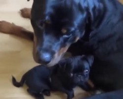 (Video) When a Pug Puppy Cuddles Up Next to a Rottie, You Can’t Help But Audibly Say “Aww!”