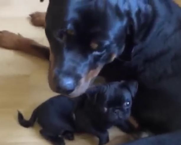 Rottie and Baby Pug