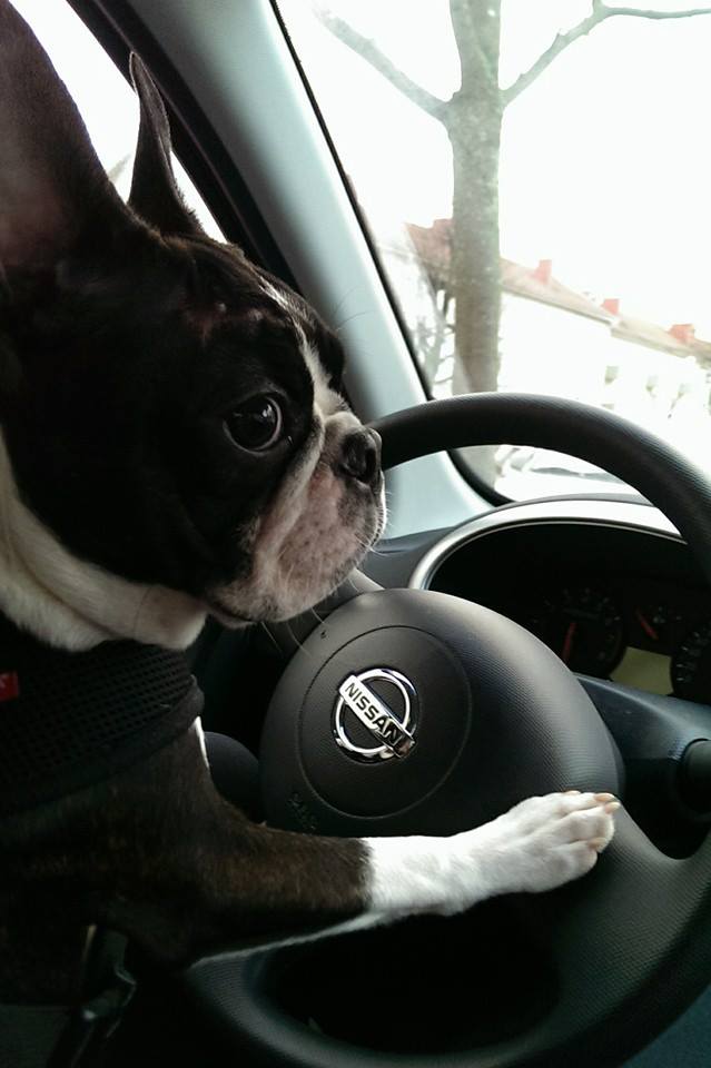 Sad-Dog-News-3