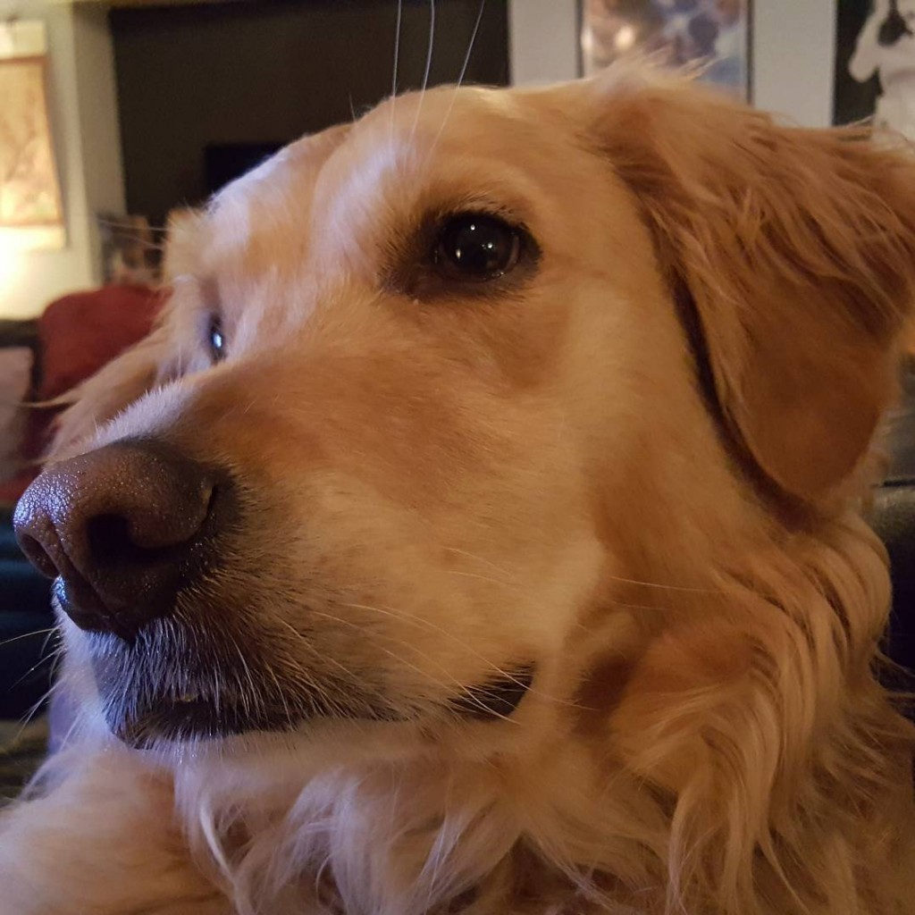 Sad-News-Dog-11