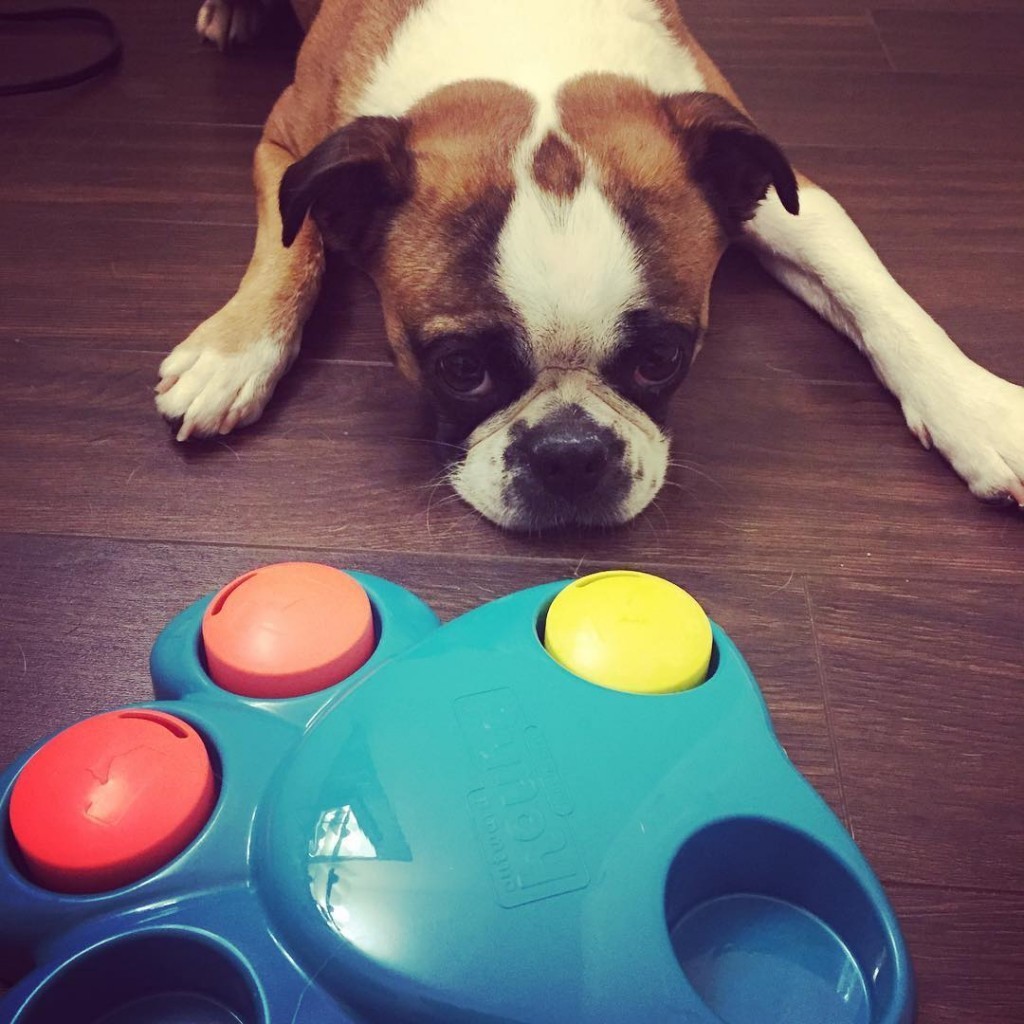 Sad-News-Dog-14