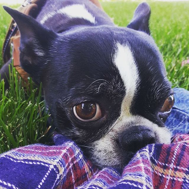 Sad-News-Dog-15