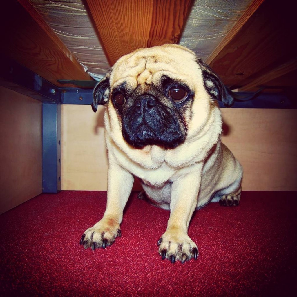 Sad-News-Dog-7