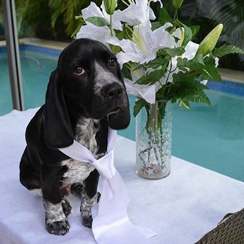 Sad-News-Dog-9