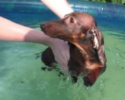 (VIDEO) This Doxie Learns How to Swim, But it’s Not Like You Would Expect! Prepare to Melt Over This Adorable Video!