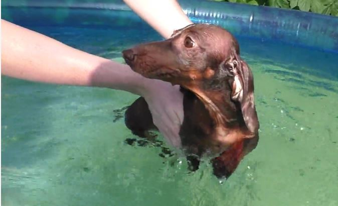 Swimming Doxy