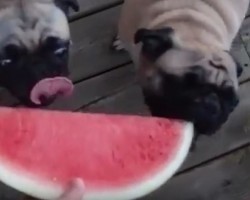 (VIDEO) Super Happy Pugs Eating Watermelon is off the Charts Adorable!