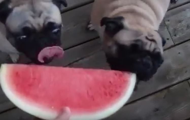 Watermelon Pugs