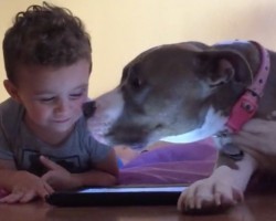 (Video) Attention Seeking Dog Does Everything in His Power to Get a Little Boy to Notice Him and NOT the iPad. LOL!