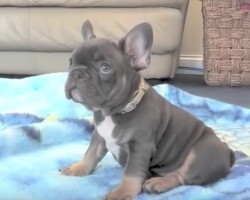 (Video) This Baby Frenchie’s Innocence is too Adorable. Watch Him and Melt…