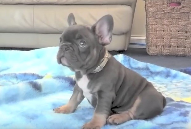 baby Frenchie puppy