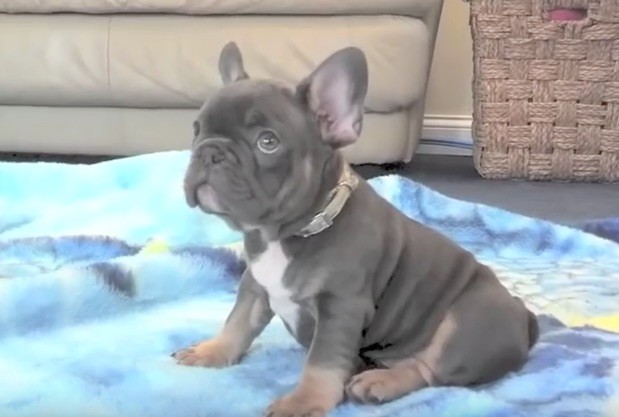 baby Frenchie puppy