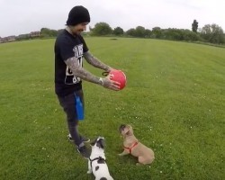 (Video) These Frenchies LOVE Their Ball. When You See How Dad Plays With Them? OMG, I Want to Join In!