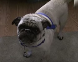 (Video) Upset Pug Desperately Tries to Sound Mean, But His Bark Sounds Sweet Instead… LOL!