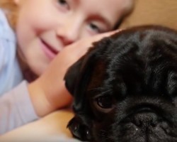 (Video) It’s Time to Meet Boston the Pug Puppy and He’s Too Cute for Words!