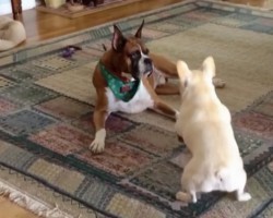 (Video) This Boxer is Having a Ruff Day. When His Frenchie Buddy Tries to Cheer Him Up? This is a Riot!