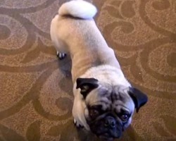 (Video) This Pug Knows How to Break Dance! Now Check Out His One of a Kind Moves!