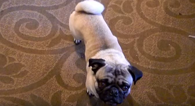 break dancing pug